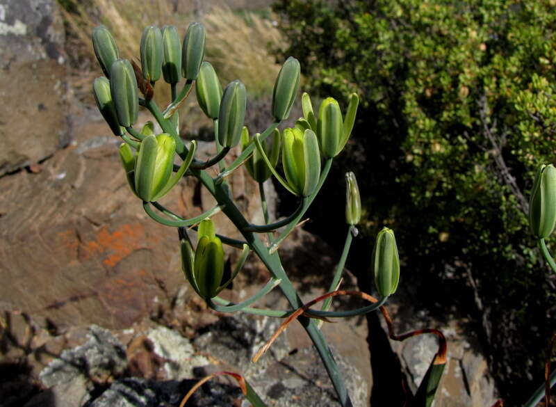 Imagem de Albuca schoenlandii Baker