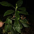 Image of Psychotria sylvivaga Standl.