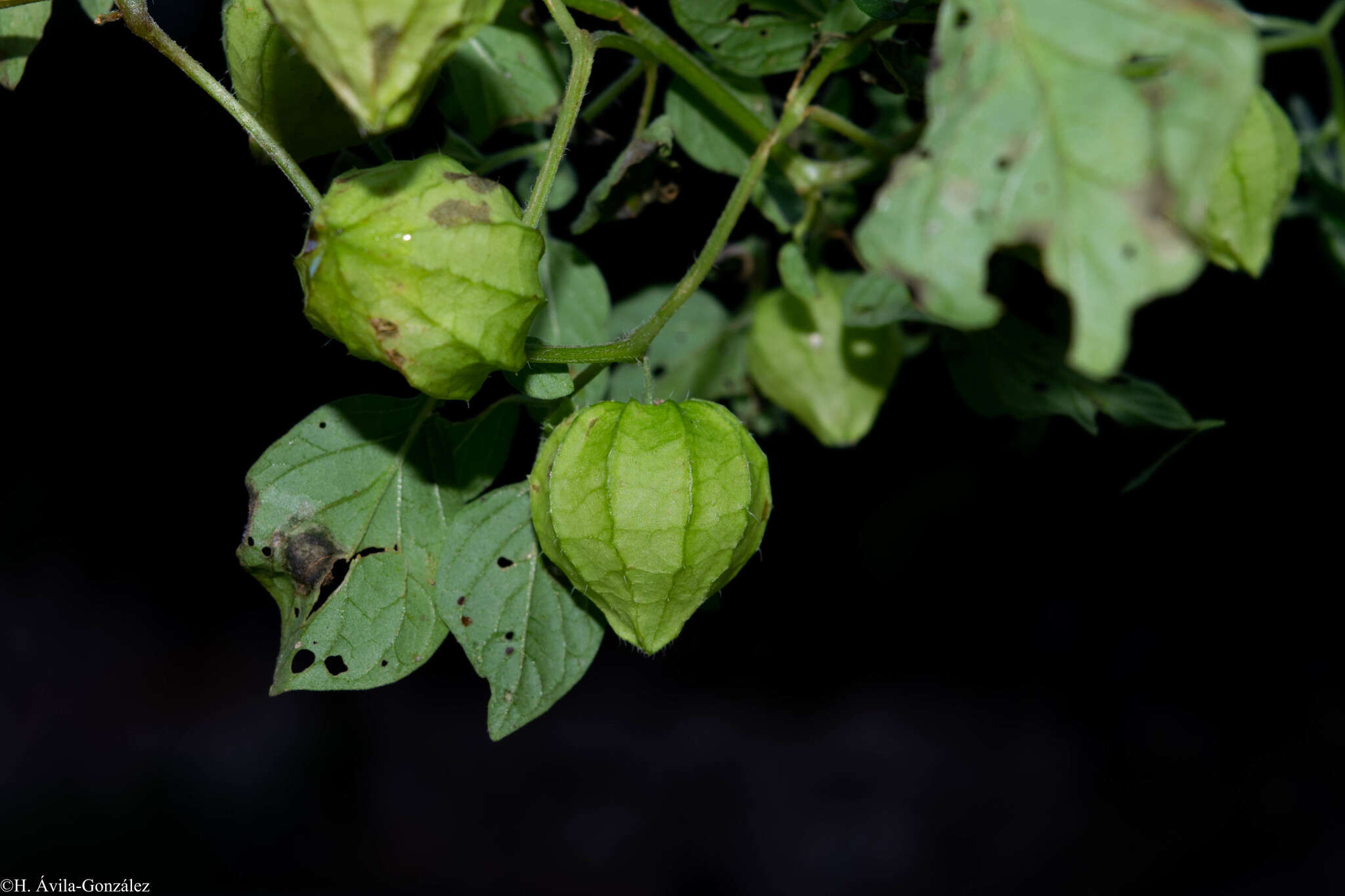 Image of Physalis ampla Waterf.