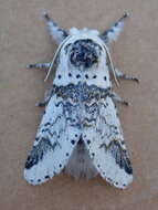 Image of Poplar Kitten