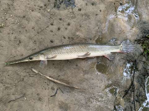 Image of Shortnose Gar