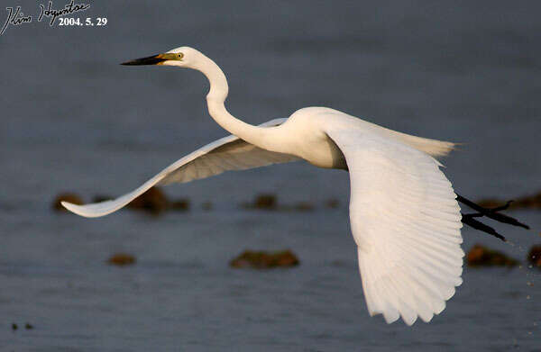 Image of Eastern great egret