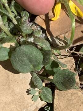 Image of northwestern groundsel