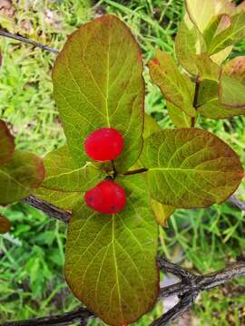 صورة Lonicera chamissoi Bunge