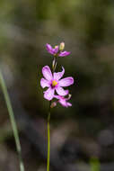 Image de Ixia stricta (Eckl. ex Klatt) G. J. Lewis