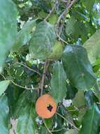 Napoleonaea imperialis P. Beauv.的圖片