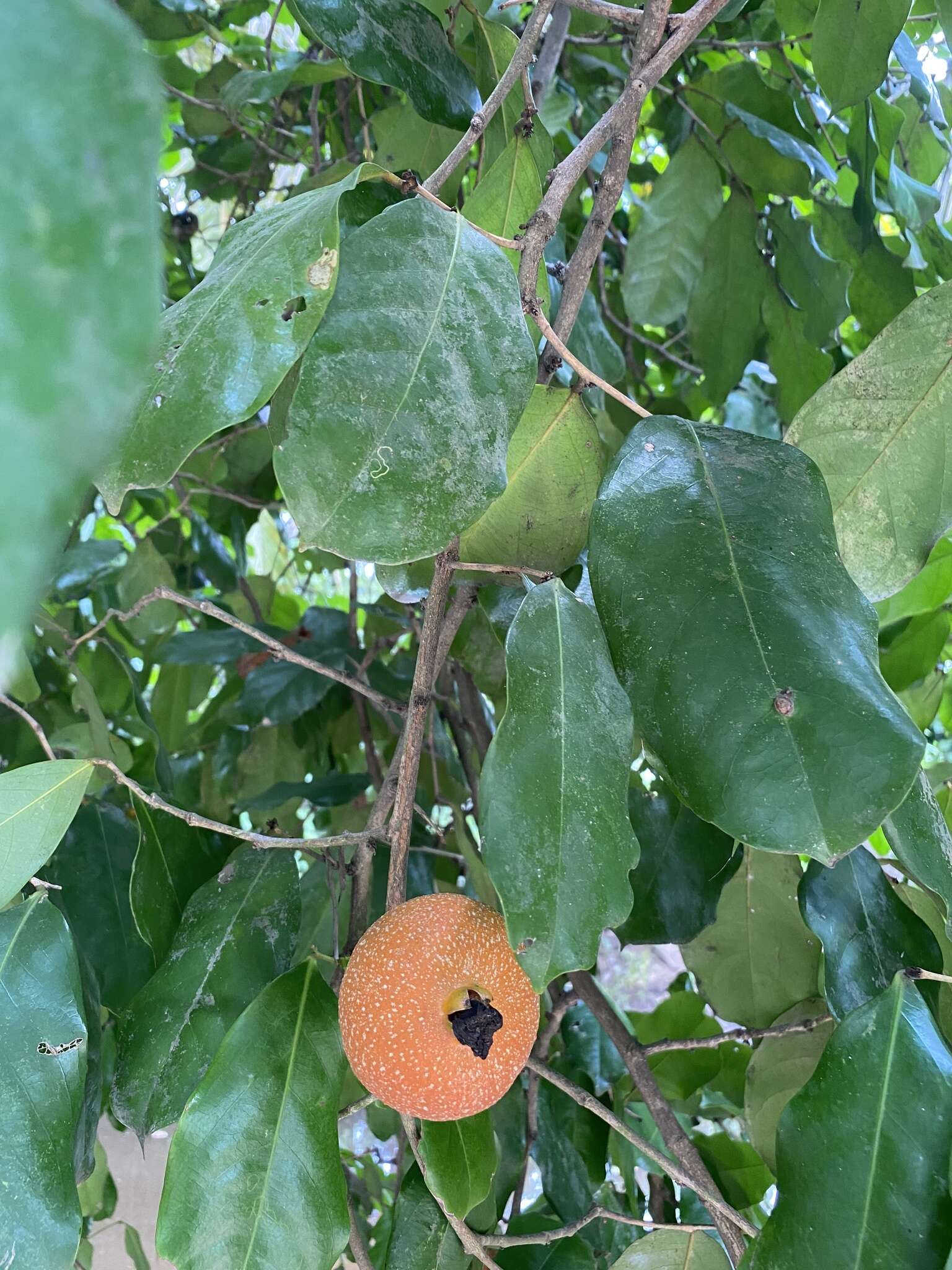 صورة Napoleonaea imperialis P. Beauv.