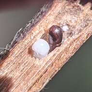 Image of Black twig borer