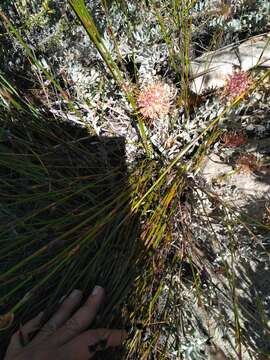 Imagem de Leucospermum spathulatum R. Br.