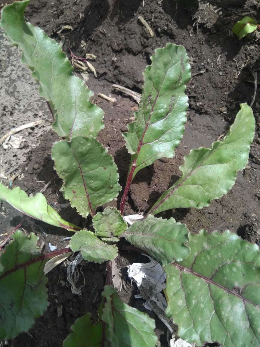 Image of Beta vulgaris subsp. vulgaris