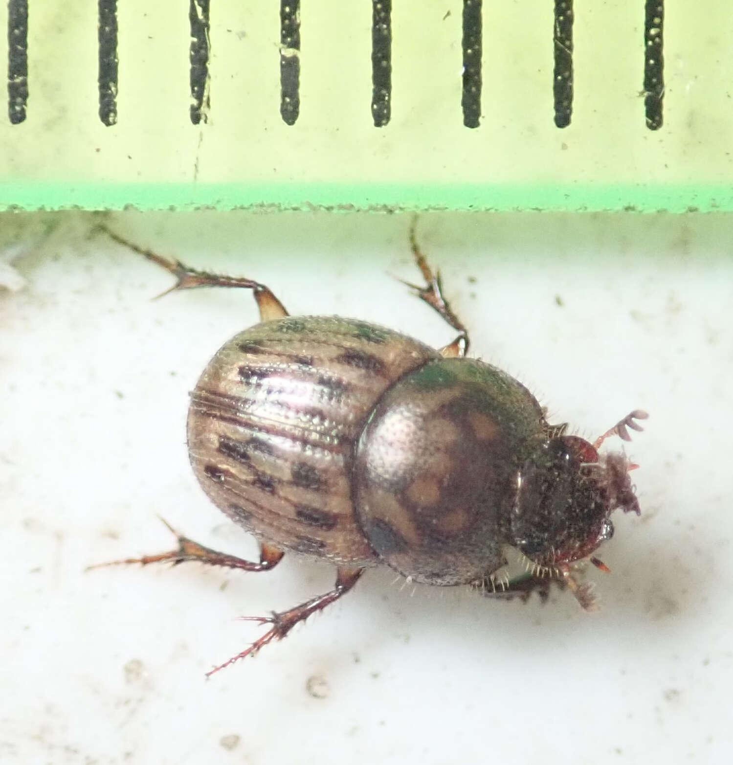 Image of Onthophagus (Furconthophagus) variegatus (Fabricius 1798)