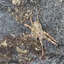 Image of Galapagos Reef Octopus