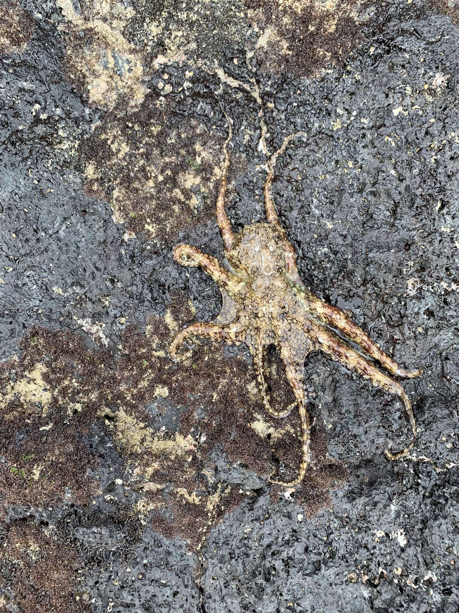 Image of Galapagos Reef Octopus