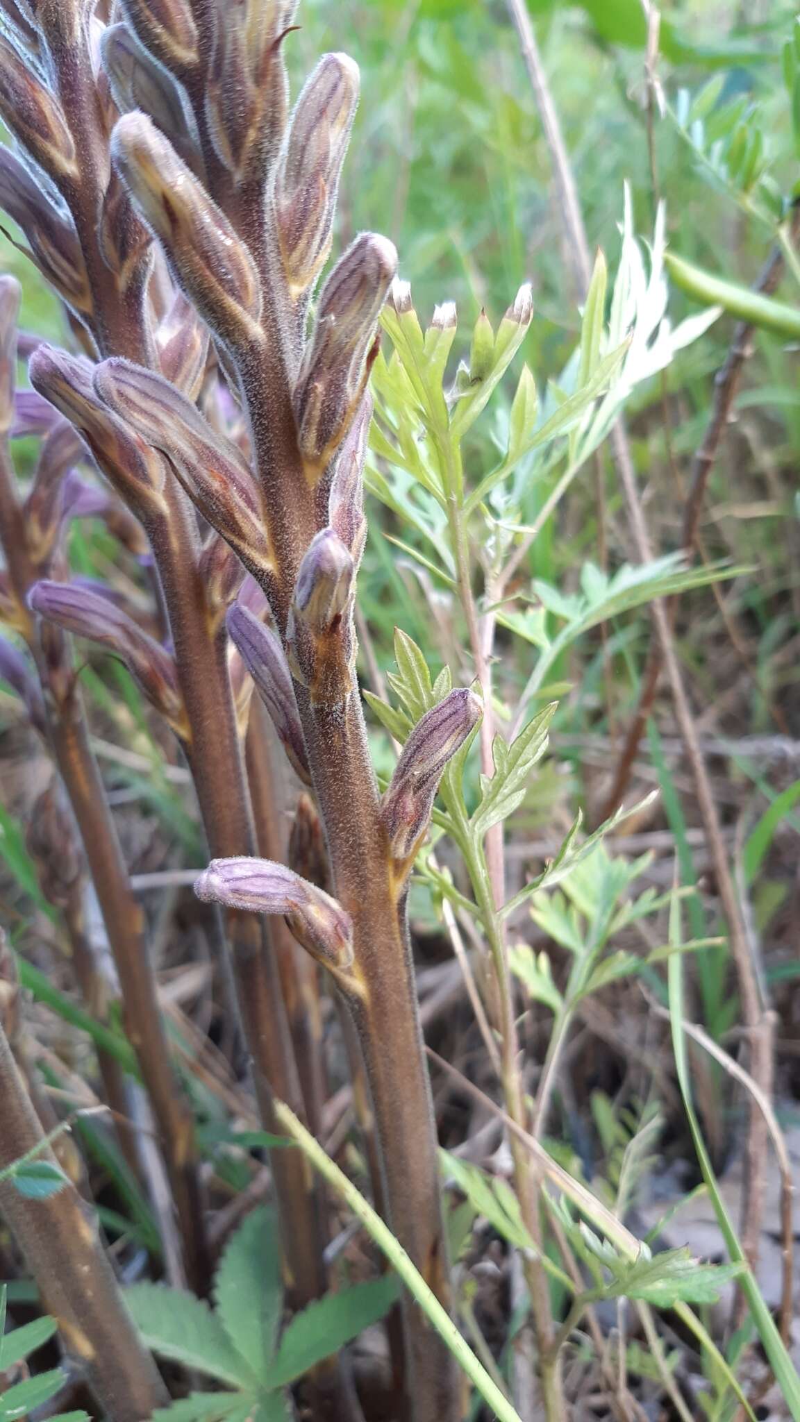 Слика од Phelipanche purpurea subsp. purpurea