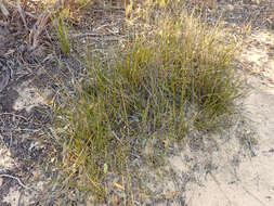 Image de Lomandra juncea (F. Muell.) Ewart