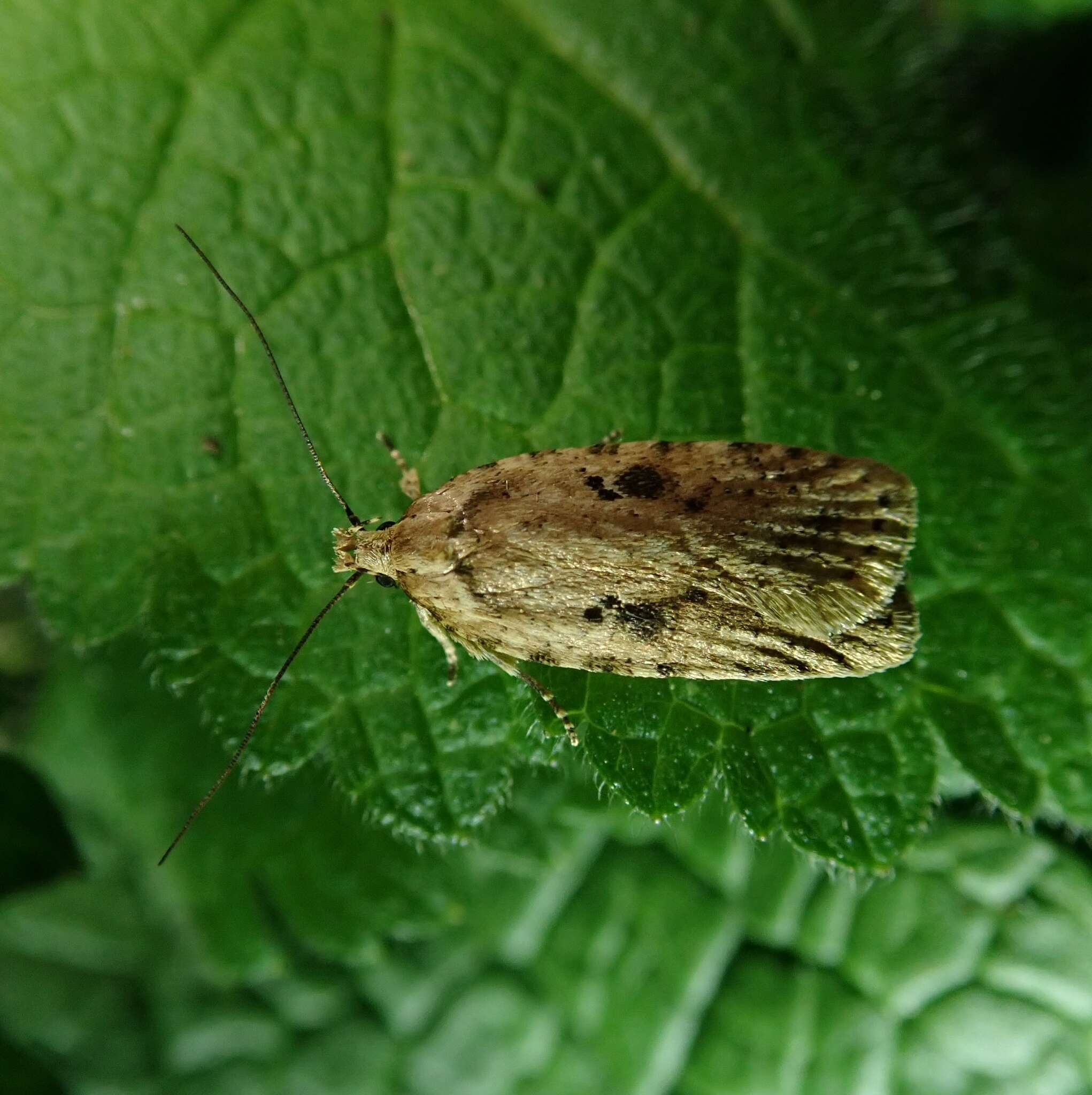 Imagem de Agonopterix arenella Denis & Schiffermüller 1775