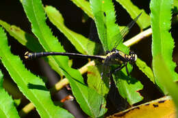 Image of Octogomphus Selys 1873