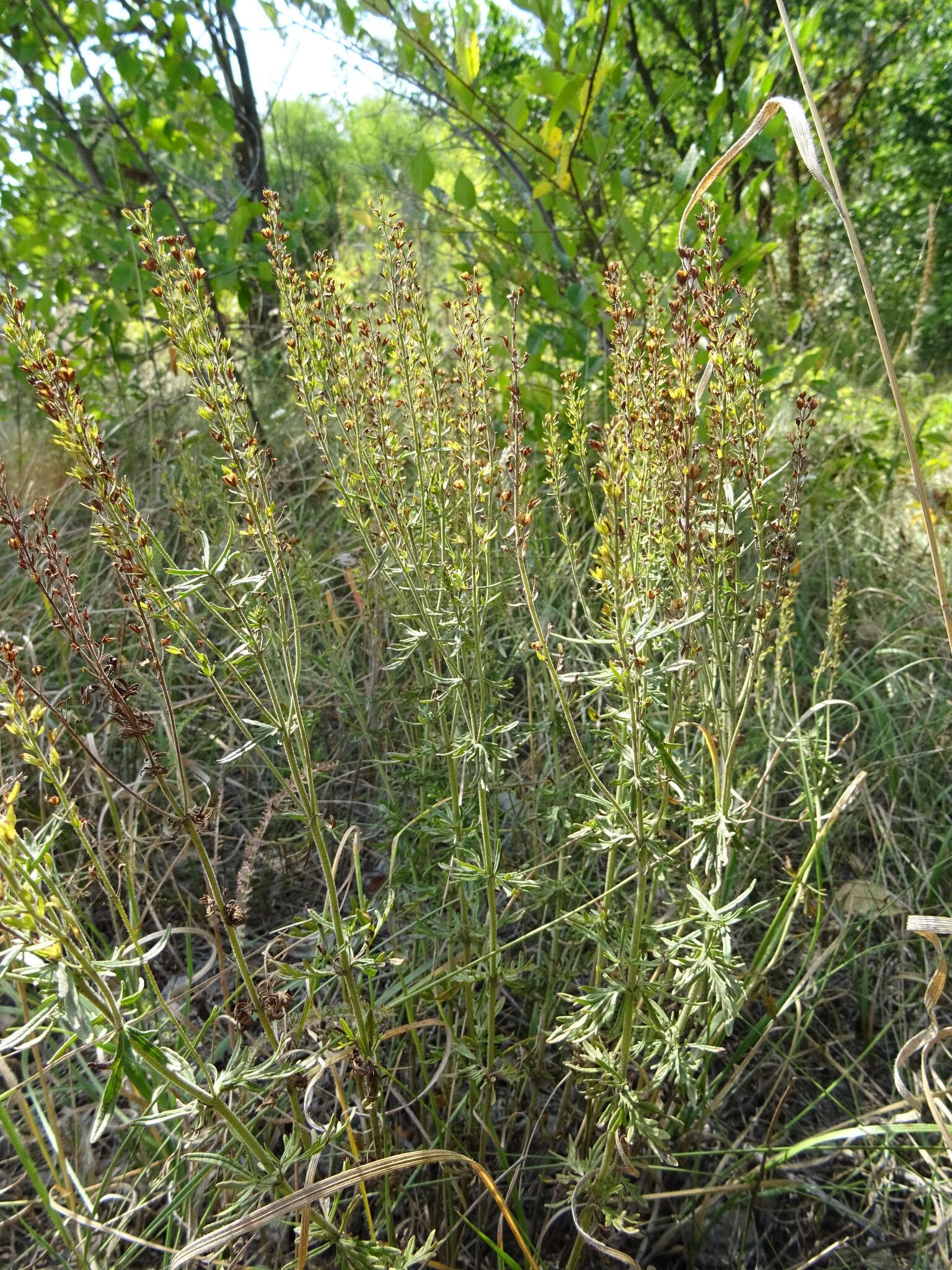 Image of Veronica austriaca subsp. jacquinii (Baumg.) Eb. Fischer