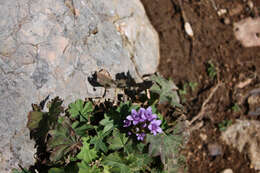 Image of crested gentian