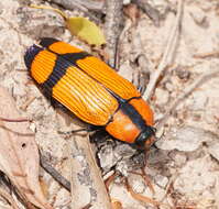 Image of Temognatha vitticollis (Macleay 1863)