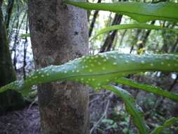 Imagem de Lepidomicrosorium ningpoense