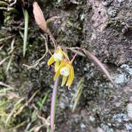 Dendrobium striolatum Rchb. fil. resmi