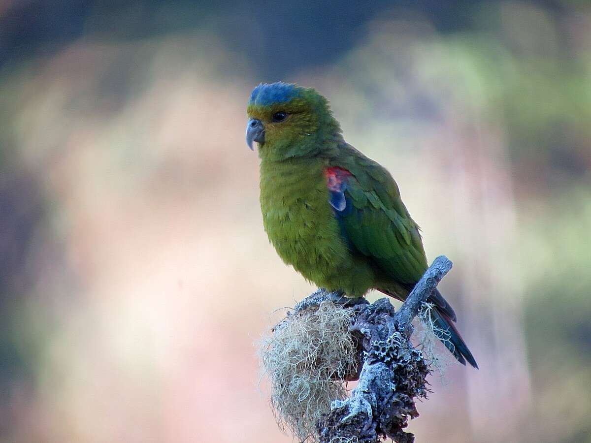 Image of Fuertes's Parrot