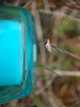 Image of Chestnut leaf roller