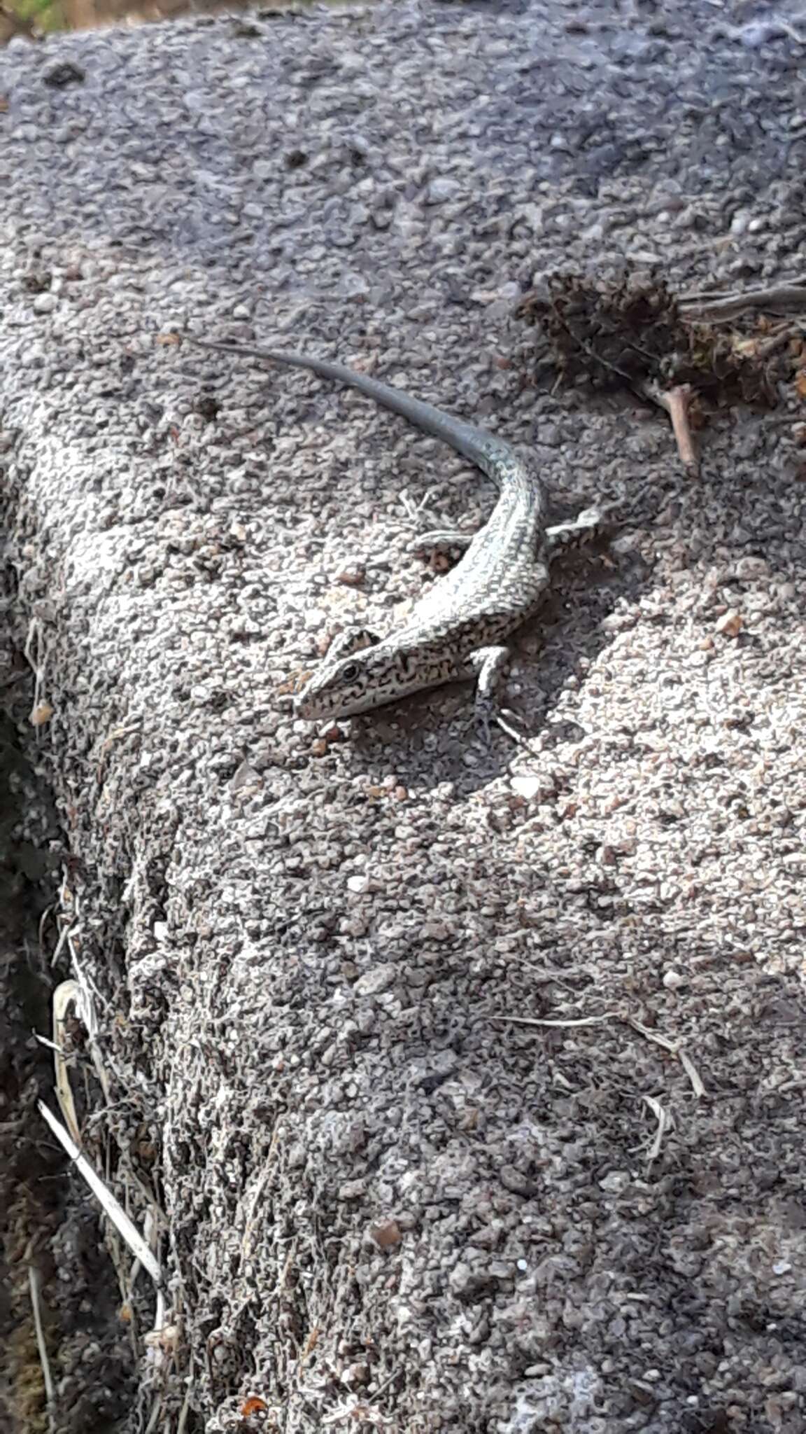 Image of Podarcis guadarramae lusitanicus Geniez et al. 2014