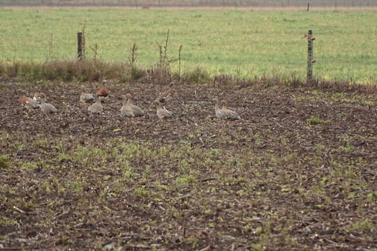 Image of Ruddy-headed Goose