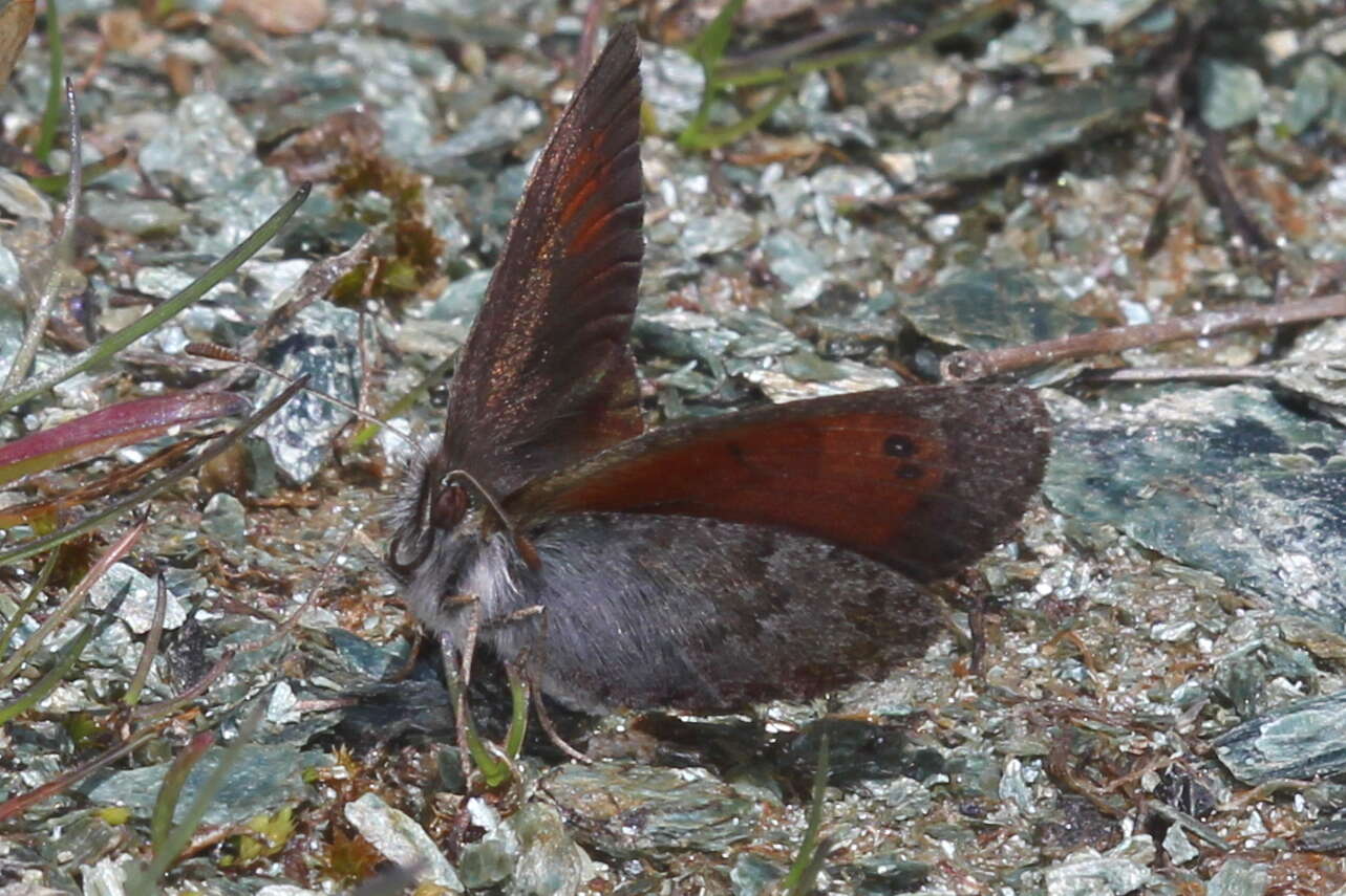 Image of Swiss Brassy Ringlet