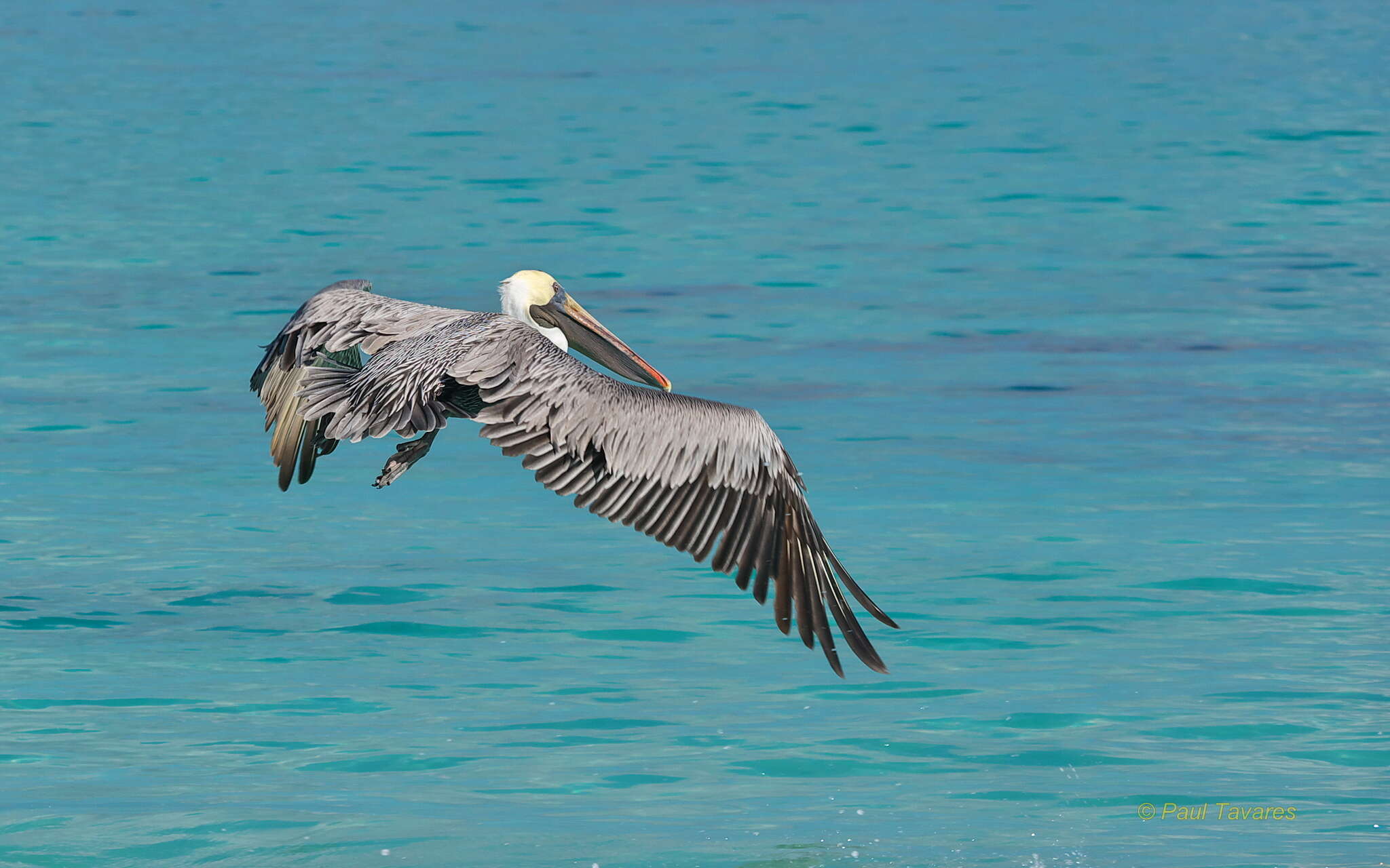 Image of Pelecanus occidentalis urinator Wetmore 1945