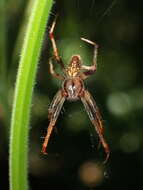 Image of Arabesque Orbweaver