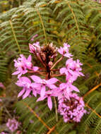 Image of Epidendrum arachnoglossum Rchb. fil. ex André