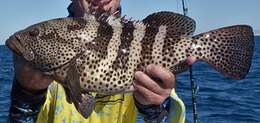 Image of Grouper