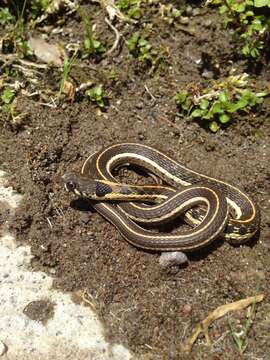 Plancia ëd Thamnophis cyrtopsis cyrtopsis (Kennicott 1860)