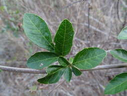 Image of Serjania mexicana (L.) Willd.