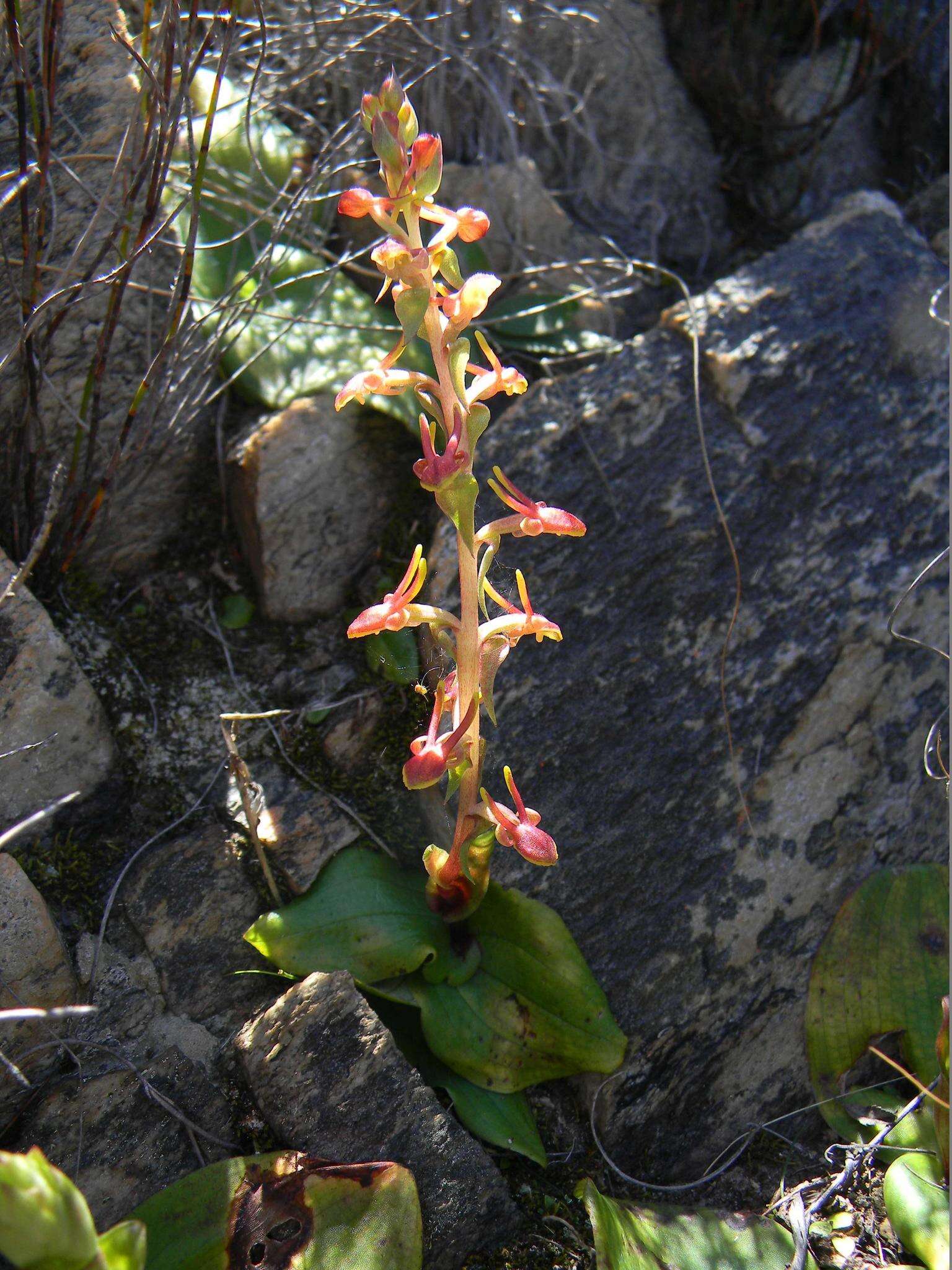 Satyrium pygmaeum Sond. resmi