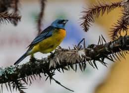 Image of Blue-and-yellow Tanager