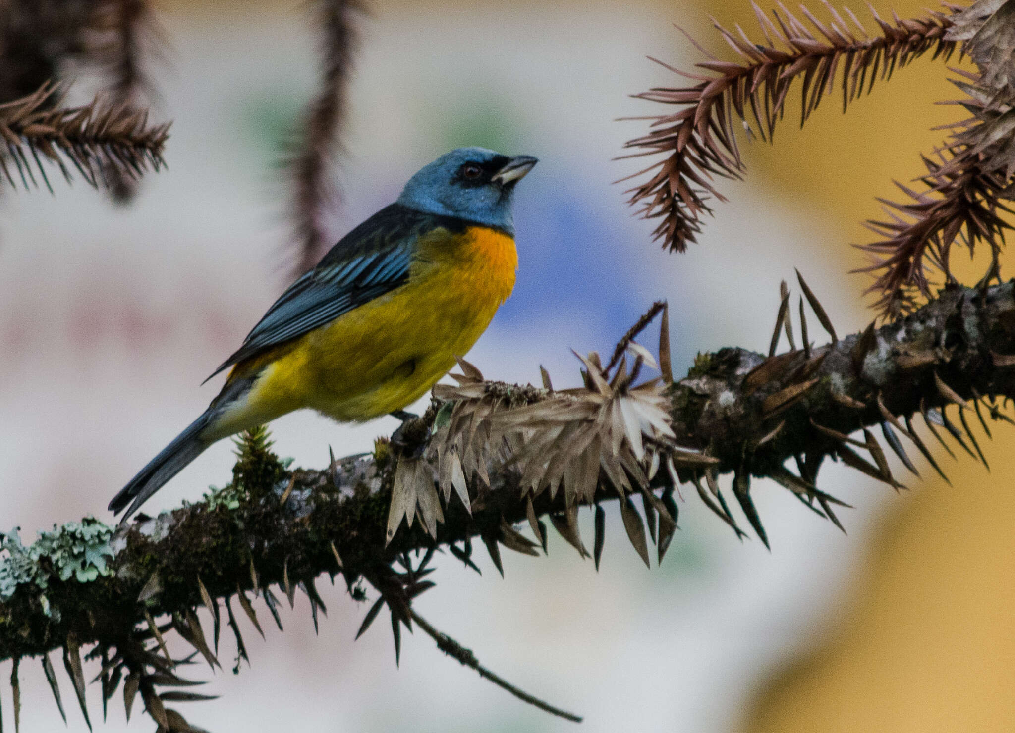 صورة Rauenia bonariensis (J. F. Gmelin 1789)