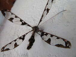 Image of Blotched Long-horned Owlfly