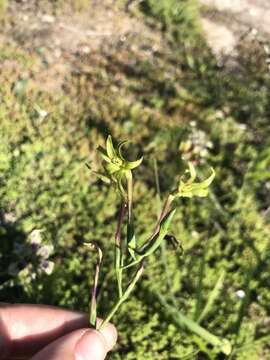 Freesia viridis subsp. viridis resmi