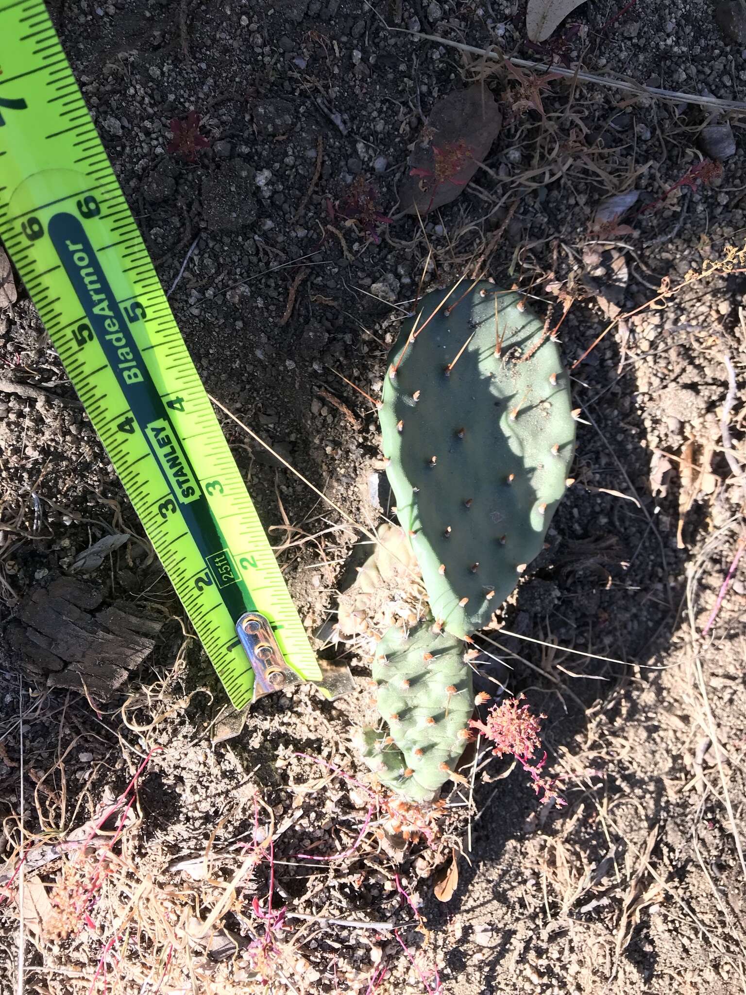 Image of twistspine pricklypear