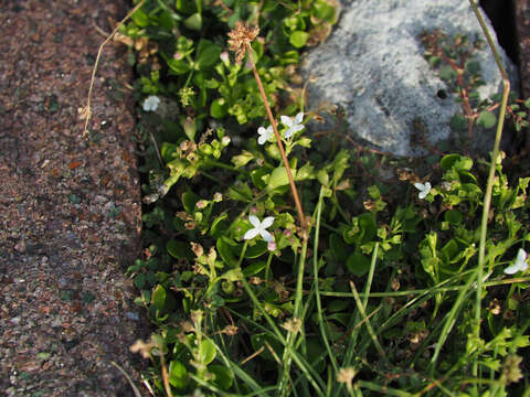 Image of Leptopetalum