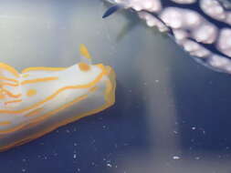 Image of Orange lined transluscent slug