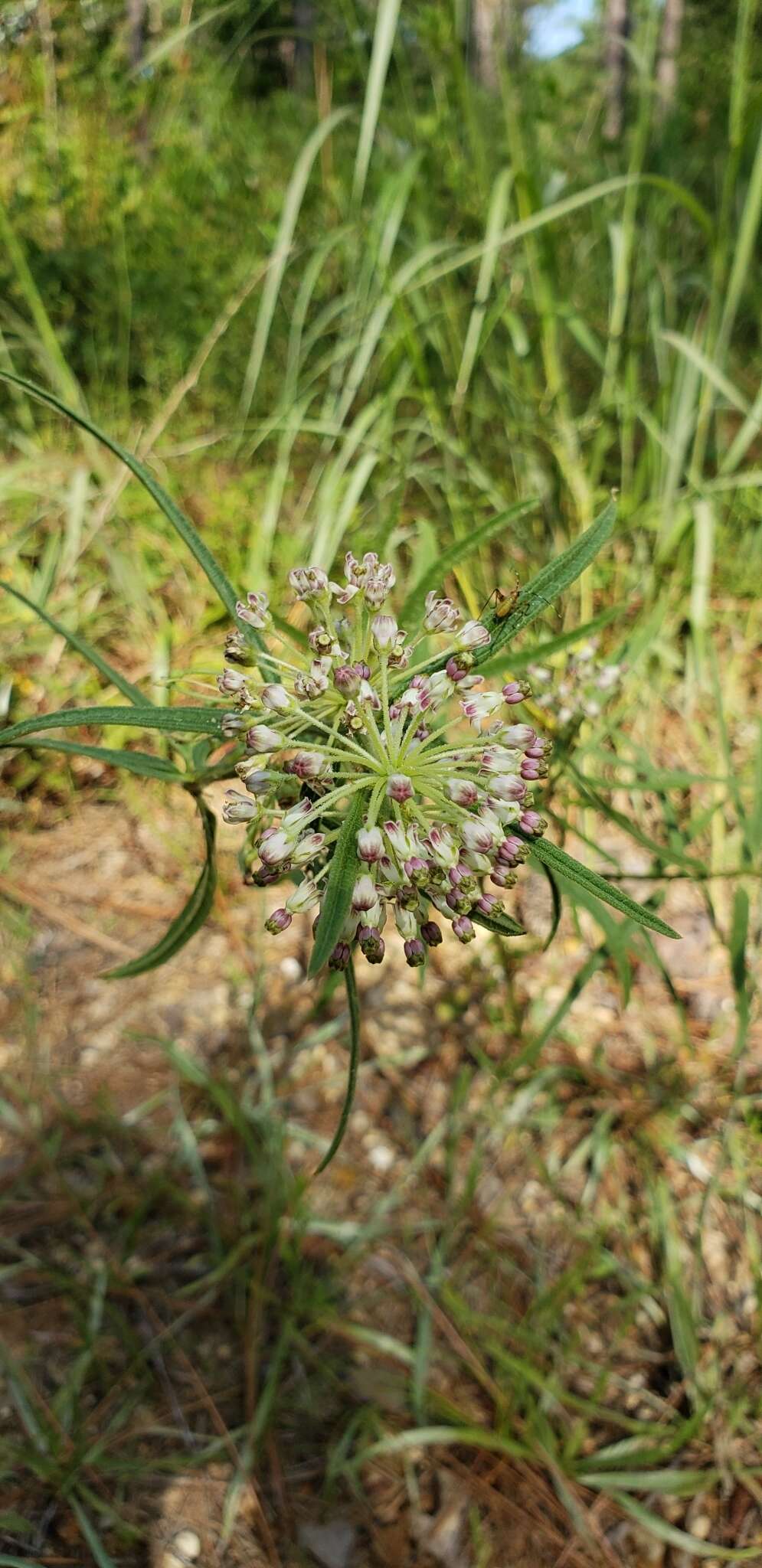 Image of longleaf milkweed