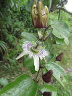 Image de Passiflora tatei Killip & Rusby