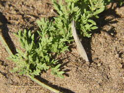 Image of cutleaf goosefoot