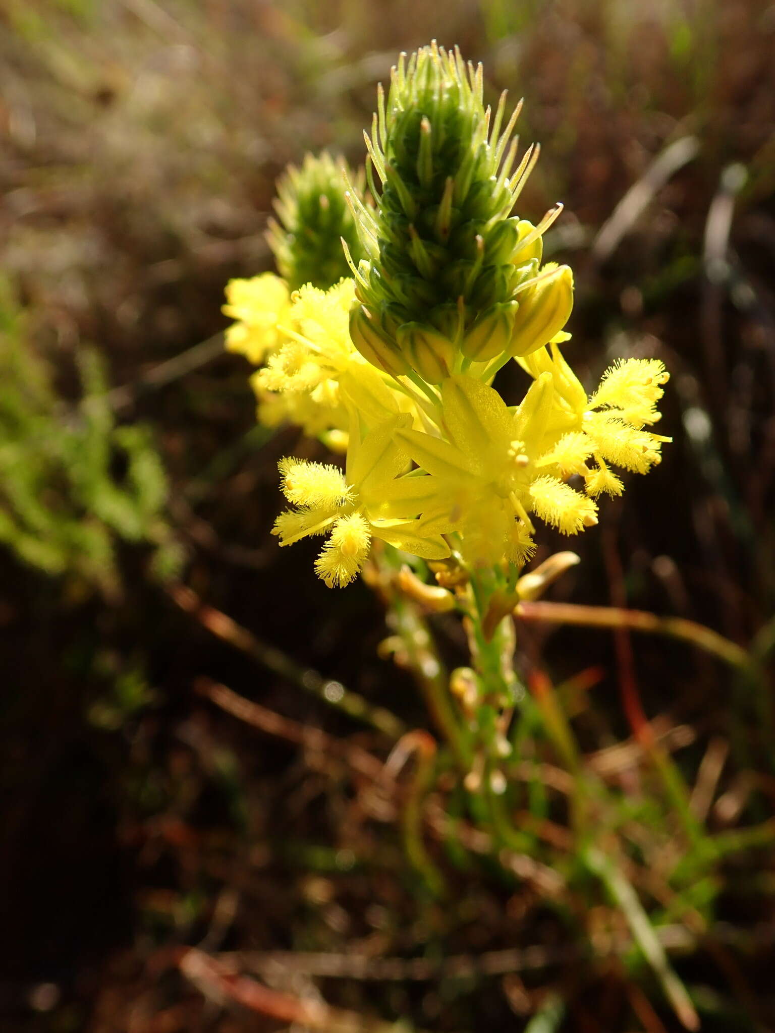 Image of Bulbine lagopus (Thunb.) N. E. Br.