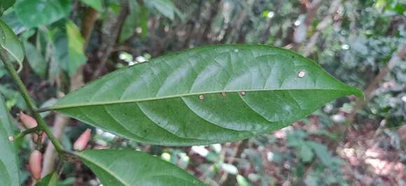 Image of Symplocos macrophylla Wall.